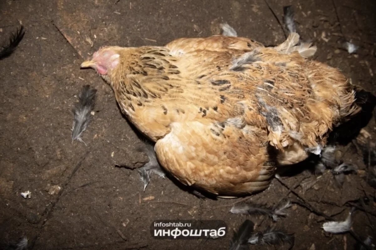    В Астрахани обнаружили опасную болезнь птиц