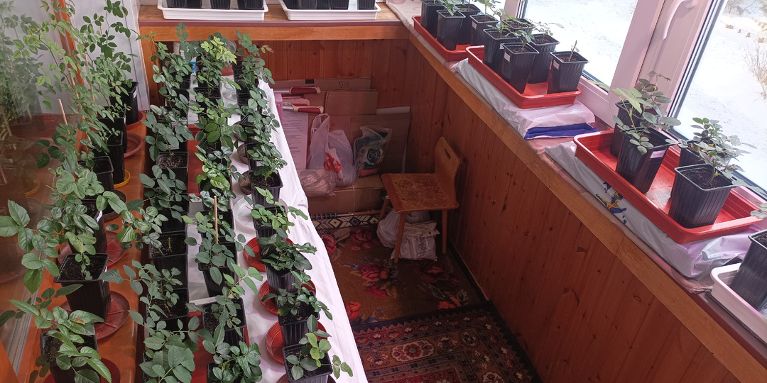 Доращивание черенков роз на городской лоджии. Состояние роз на конец ноября 2025 г