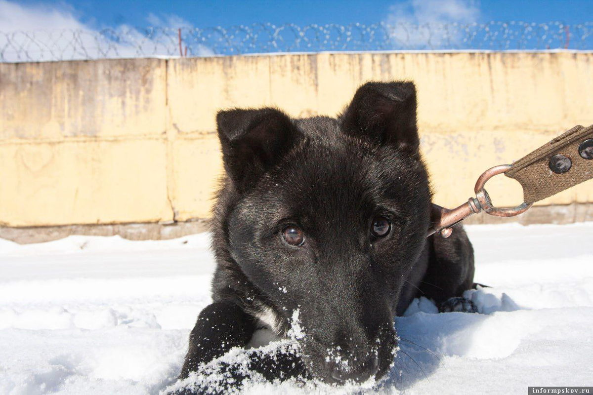 Фото из приюта «Лесопилка». ПАИ