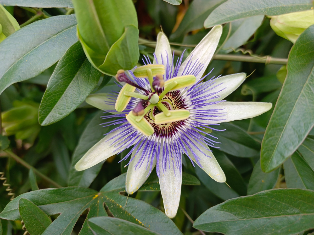 Адлер, ЖК Летняя резиденция, Кавалерская звезда, декабрь 2025 года