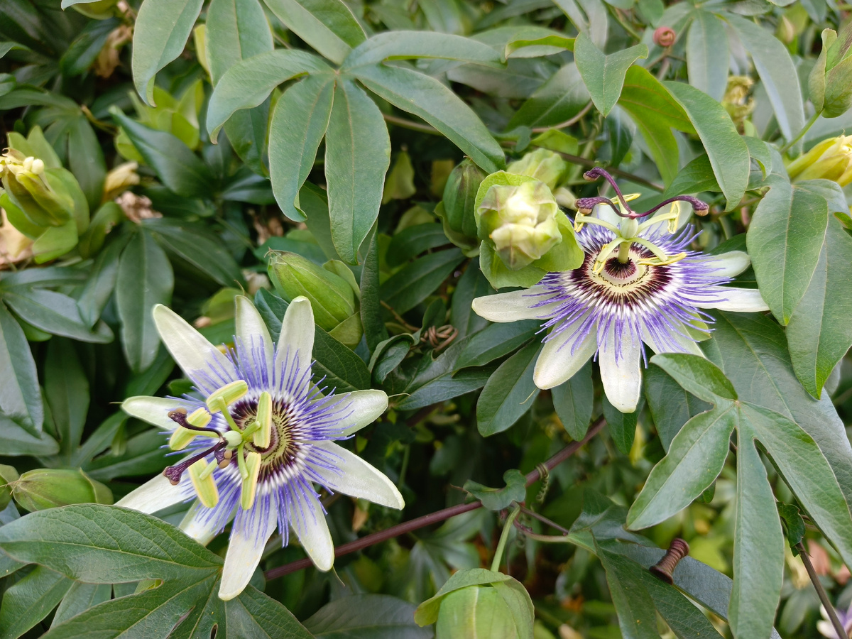 Адлер, ЖК Летняя резиденция, Кавалерская звезда, декабрь 2025 года