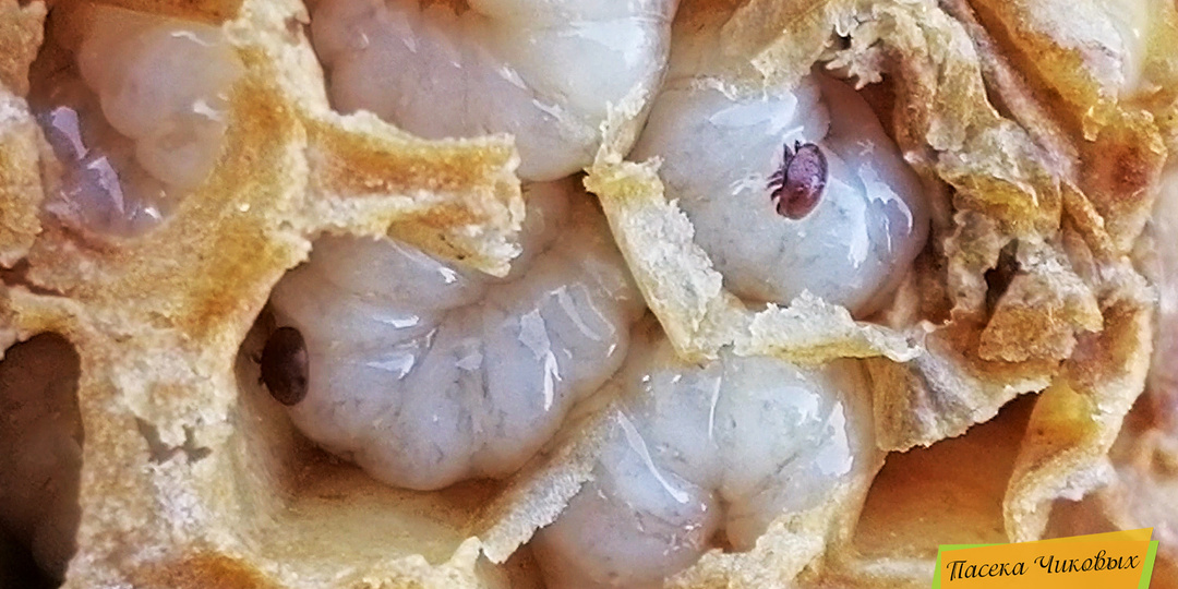 Эффективность и безопасность сублимации щавелевой кислотой летом.