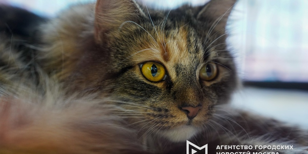 Около 200 животных нашли дом на выставках-пристройствах в Москве с начала года