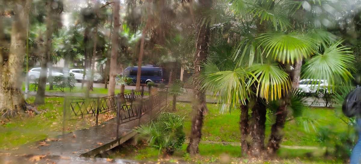 В окно такое только и смогла. Но это уже Сочи , его зелень