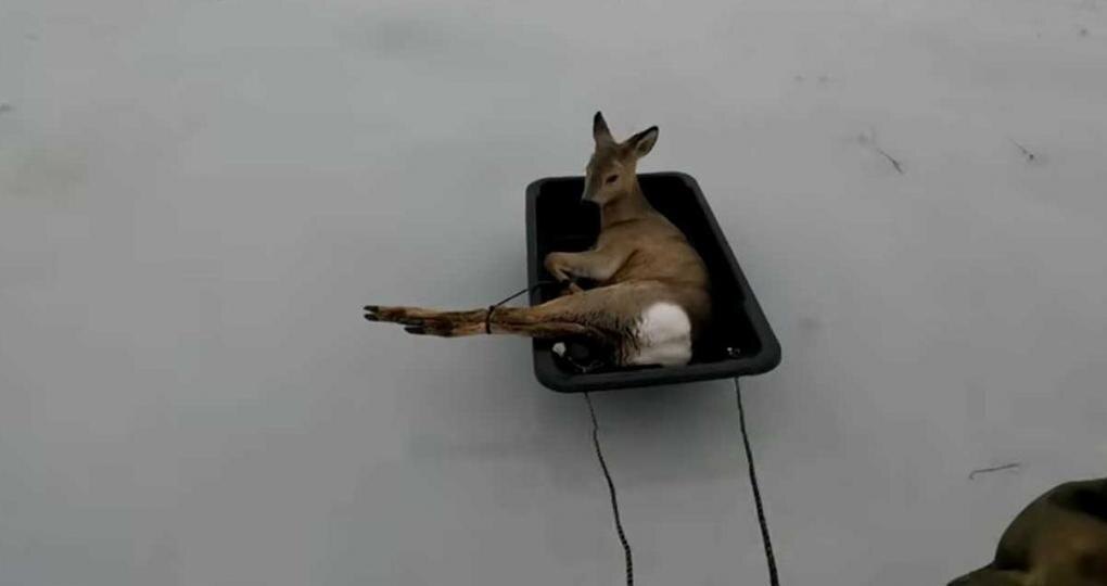 «Вынес по одной»: житель Карасука спас с озера десятки косуль