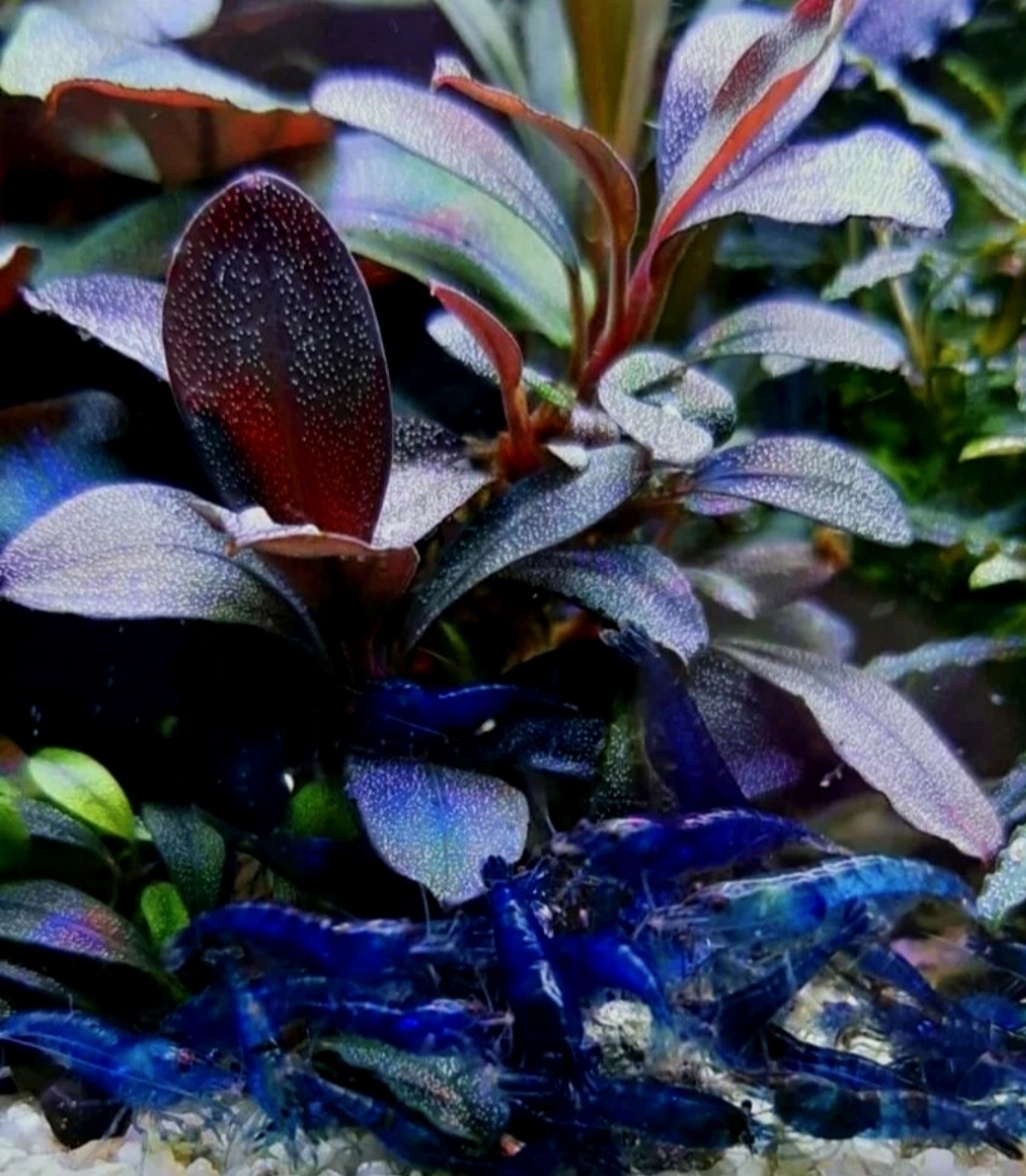 Водная форма. Фото Нвера Ордян.