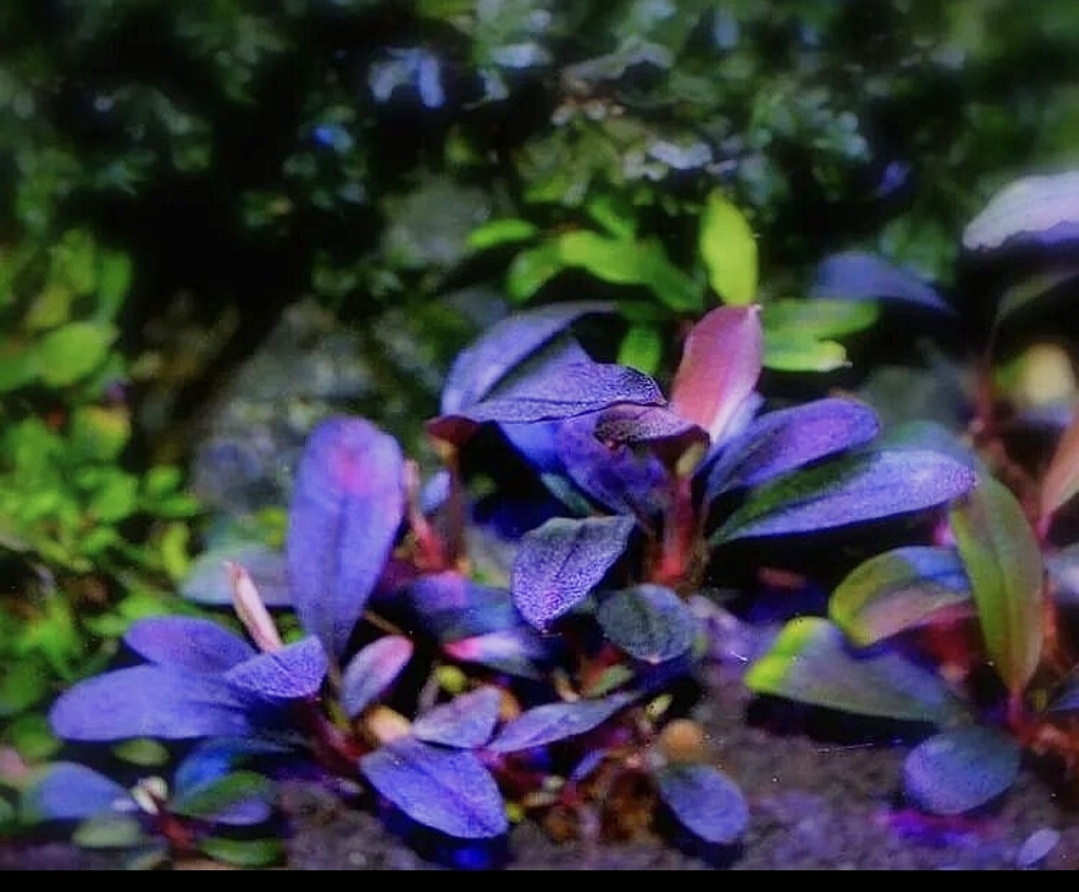 Водная форма. Фото Нвера Ордян.