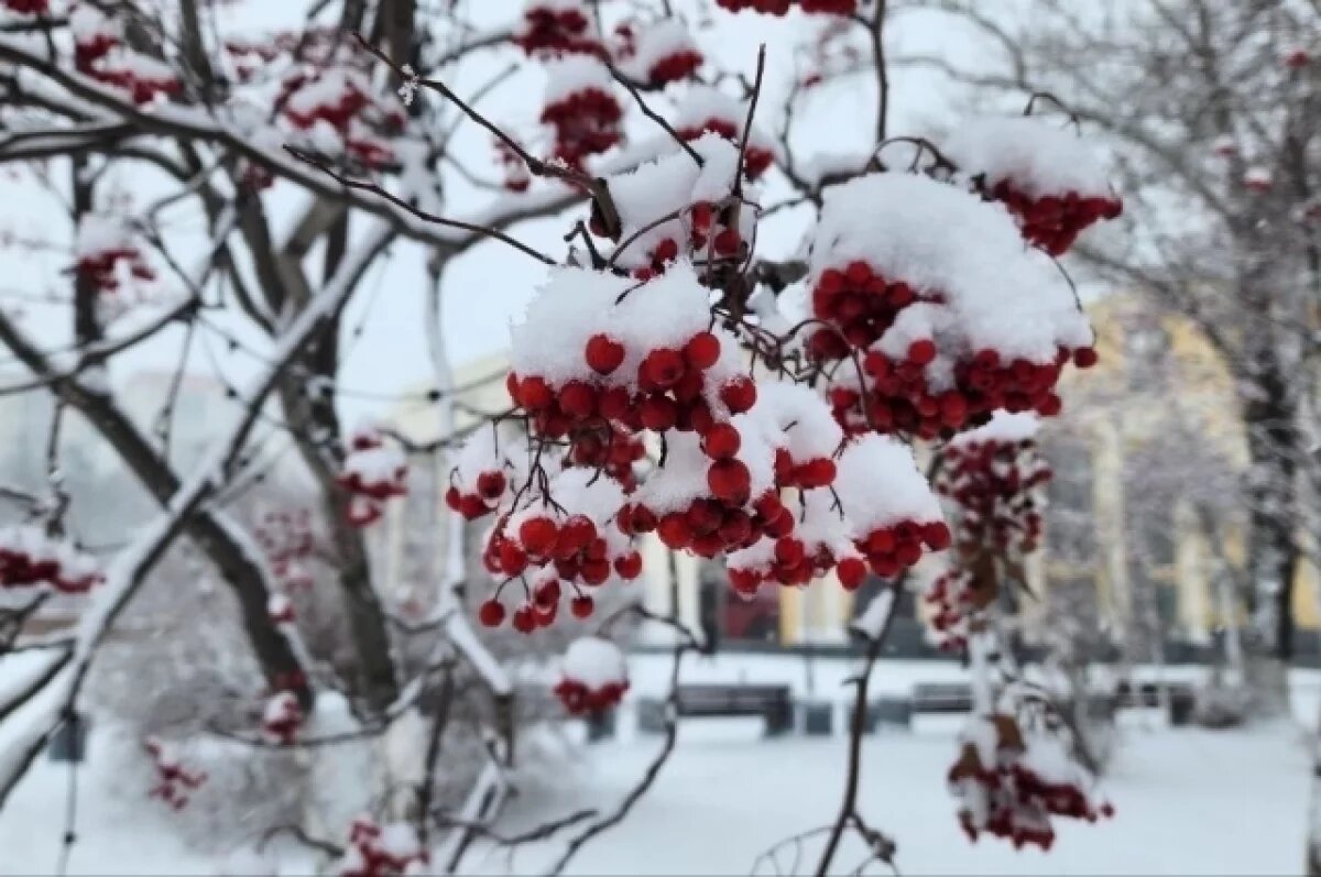    До +4 градусов ожидается в Псковской области 1 декабря