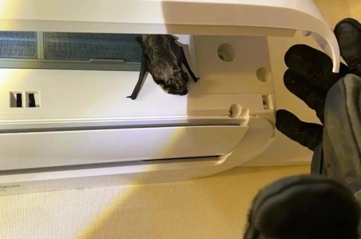    В квартире дома на севере Ульяновска спасатели поймали летучую мышь