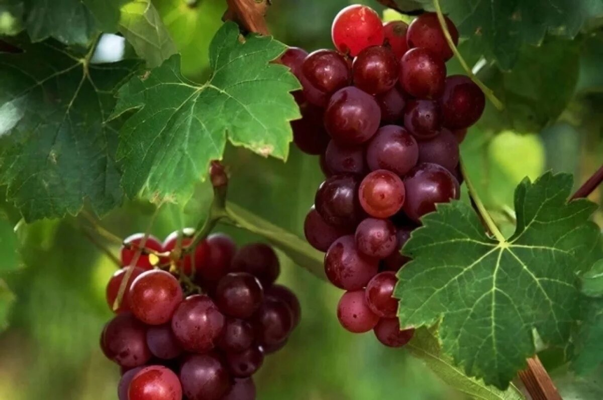    В Краснодарском крае на 15% увеличилось производство вина