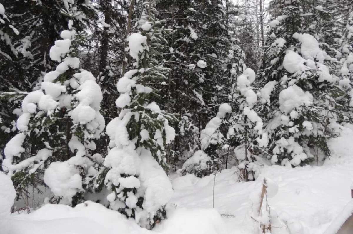    Минприроды Новосибирской области предупредило о запрете на вырубку елок