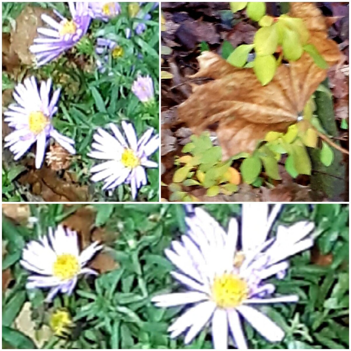 Коллаж автора статьи 01.12.2025г.