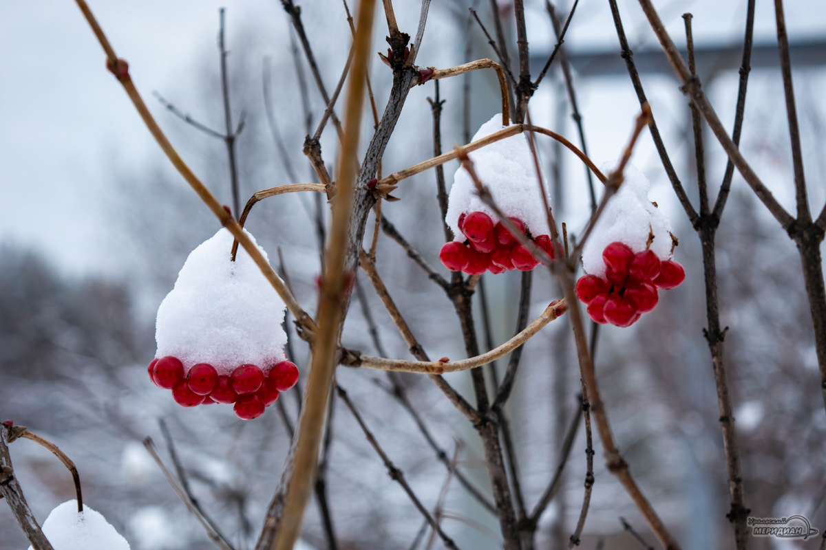    Фото: Галина Ниценкова © ИА «Уральский меридиан»