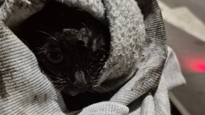 Фото: Кошкиспас