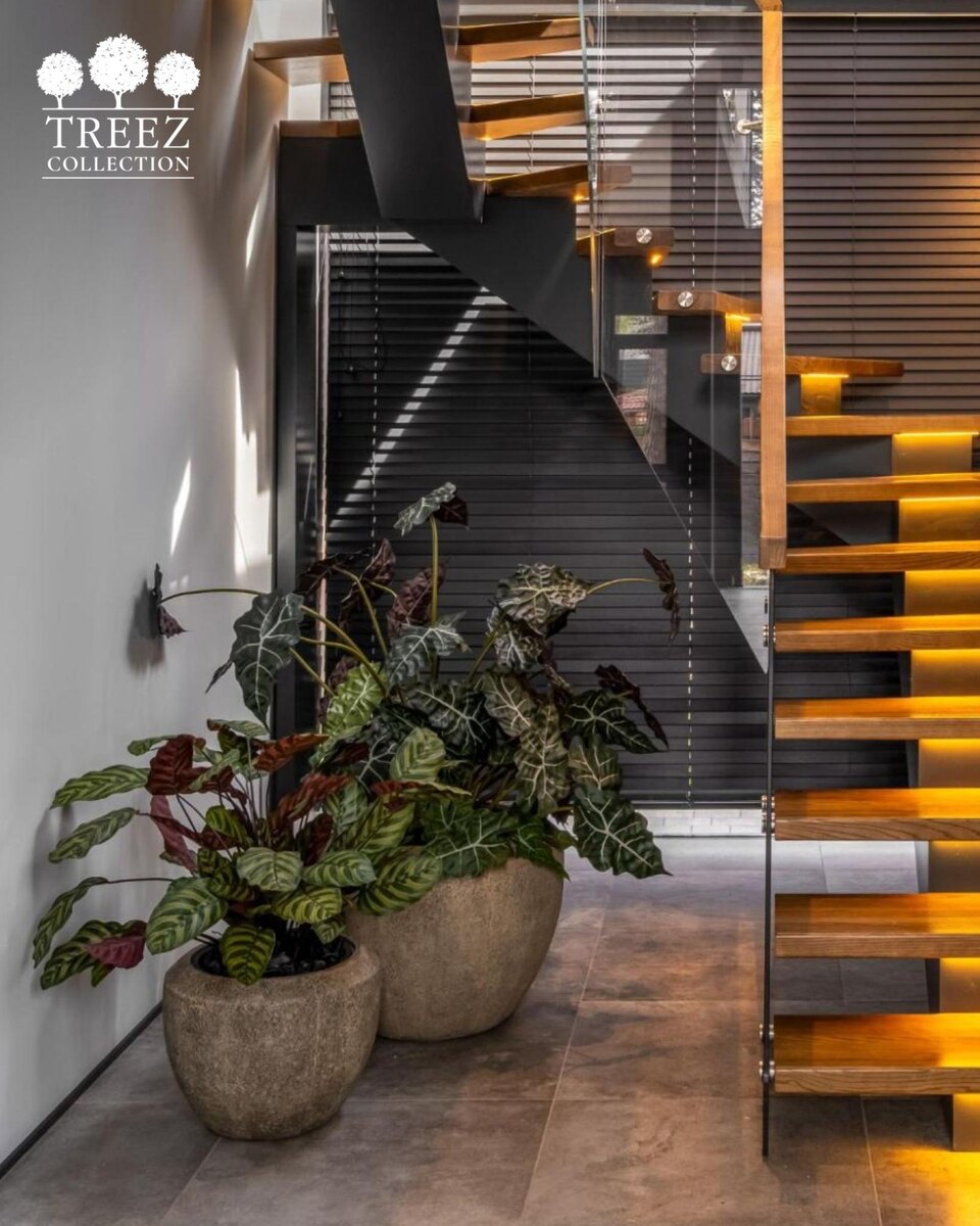 Кашпо и растения TREEZ Collection