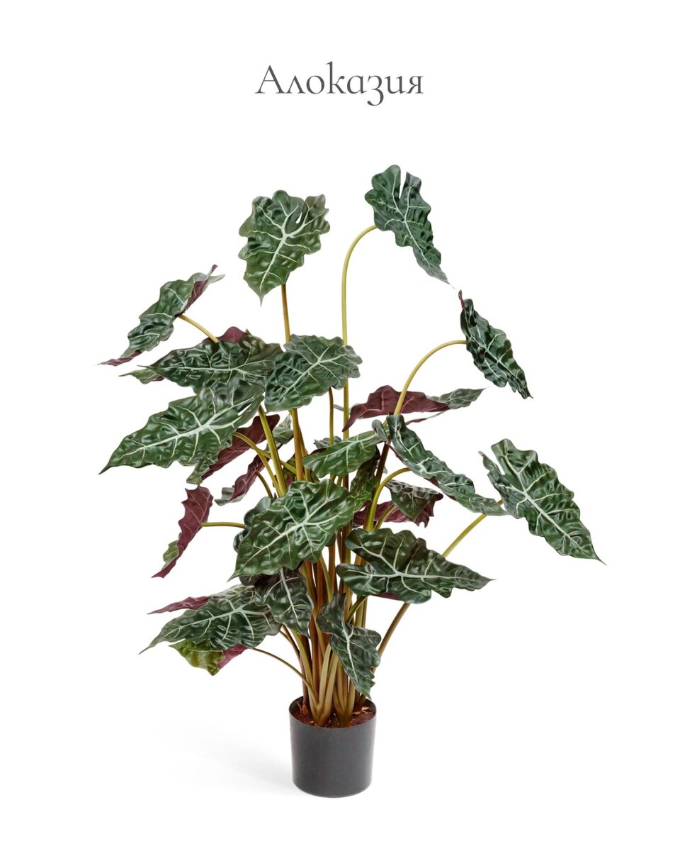 Кашпо и растения TREEZ Collection