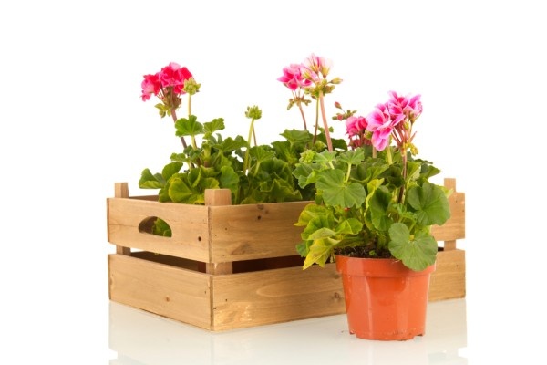 Источник фото shutterstock.com