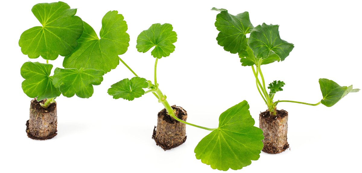 Источник фото shutterstock.com