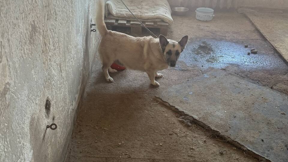 Срочный сбор на дорогу собачке из отлова