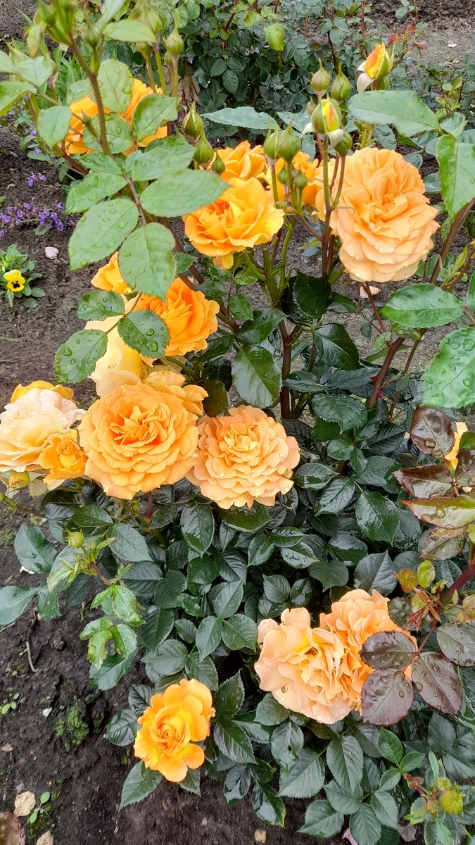 Гольдельзе, флорибунда. Фото автора 