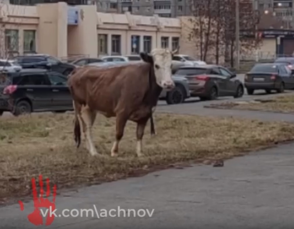 Кадр с видео очевидцев