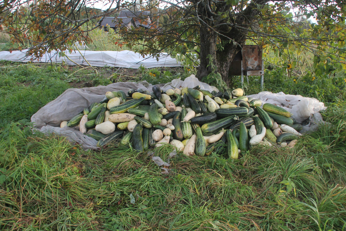 Полтонны кабачков ещё лежат в этой кучке, а остальные продал или подарил. Фото Автора.