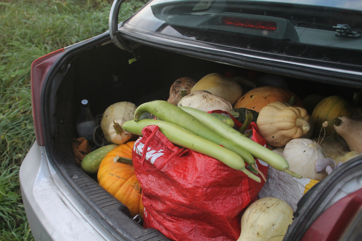 Тыквы, патиссоны, лагенарии.Фото Автора.
