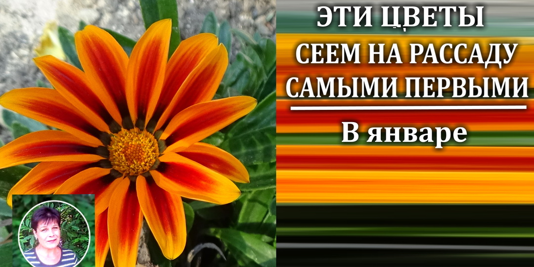 Эти цветы долго всходят и (или) медленно развиваются. Сеем их в январе