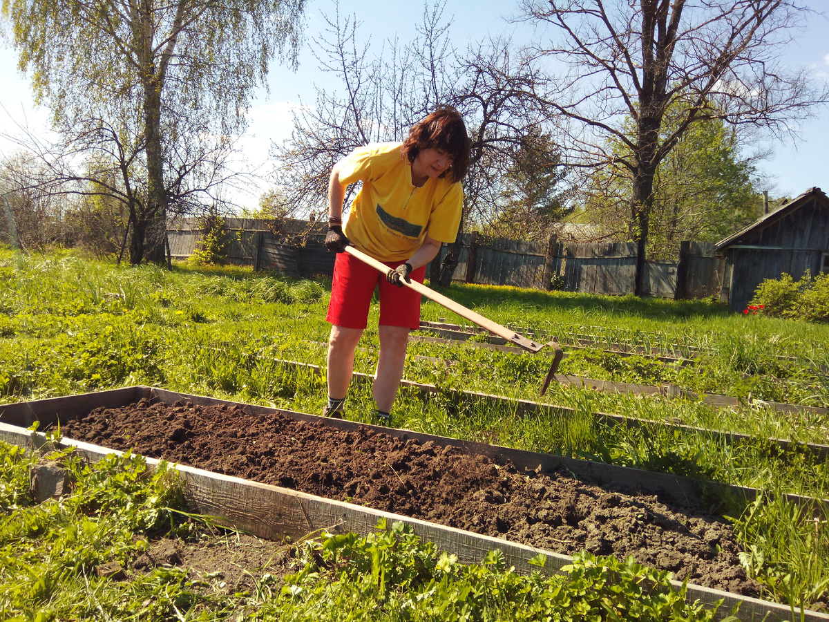 Я у мамы на огороде. Там 13 соток - грядки, фруктовый сад, куча плодовых кустов и деревьев.
