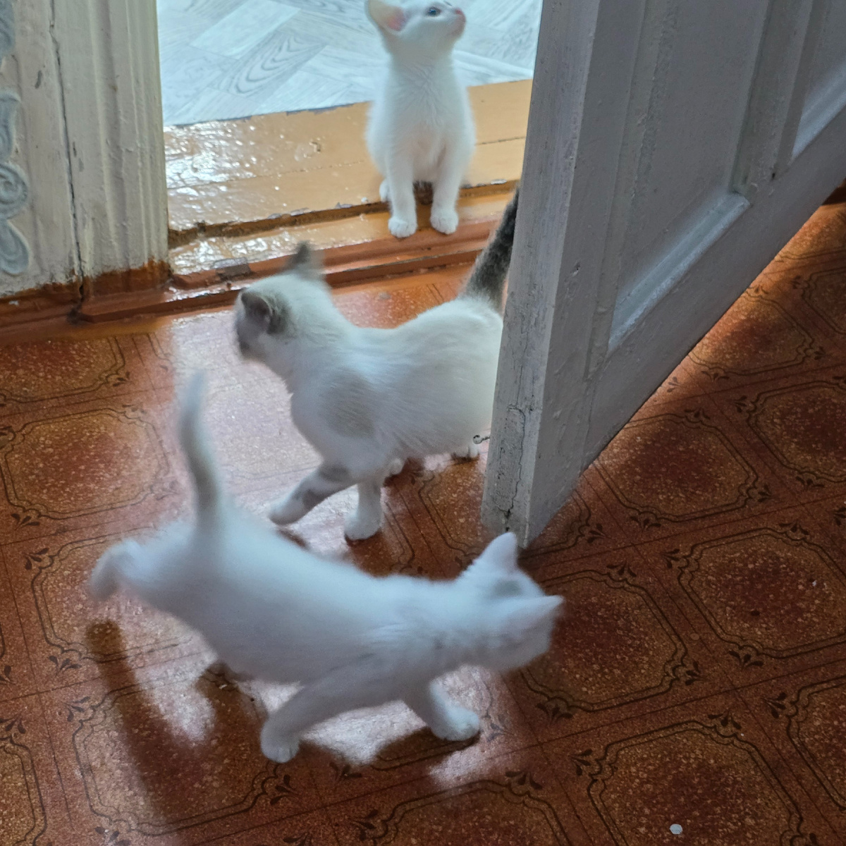 белоснежная банда готовится к штурму двери