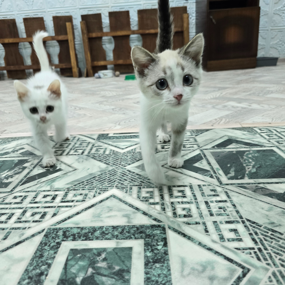 два пушистых исследователя покоряют новые просторы