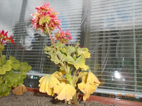 Почему желтеет герань?