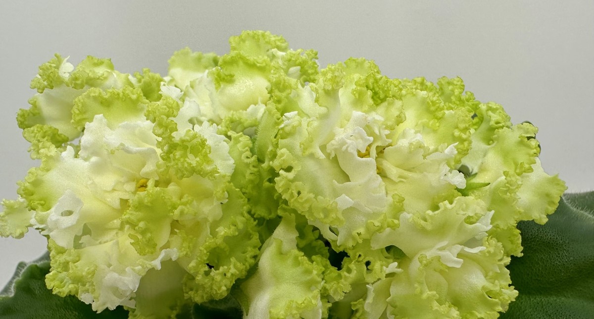 ЕК-Дива, новинка 2025 года