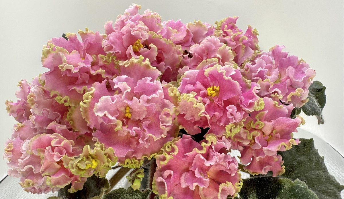 ЕК-Всех милее. Новинка 2025 года