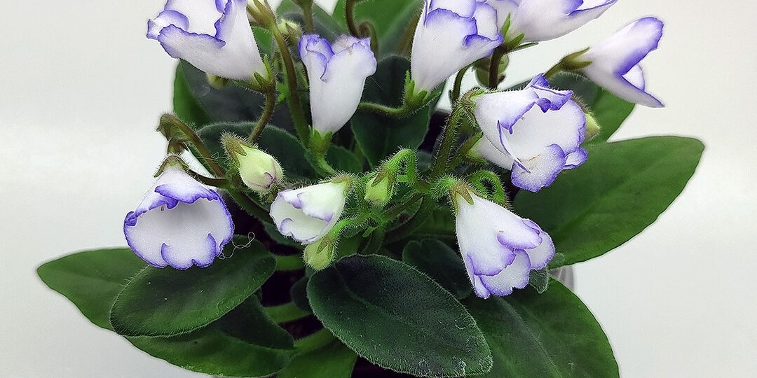 Новинки селекции фиалок: обзор интересных сортов для понедельника.