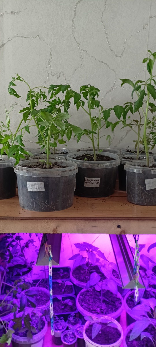 Рассаде месяц от посева сухими семенами 🙂