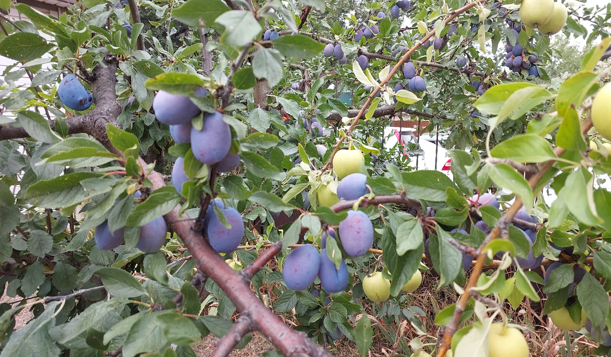 Авторское фото из сада знакомых в Раевской