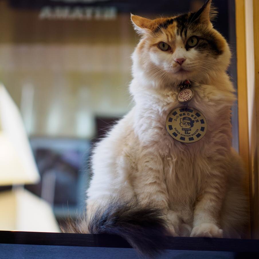 Кошка-смотрительница Нитама