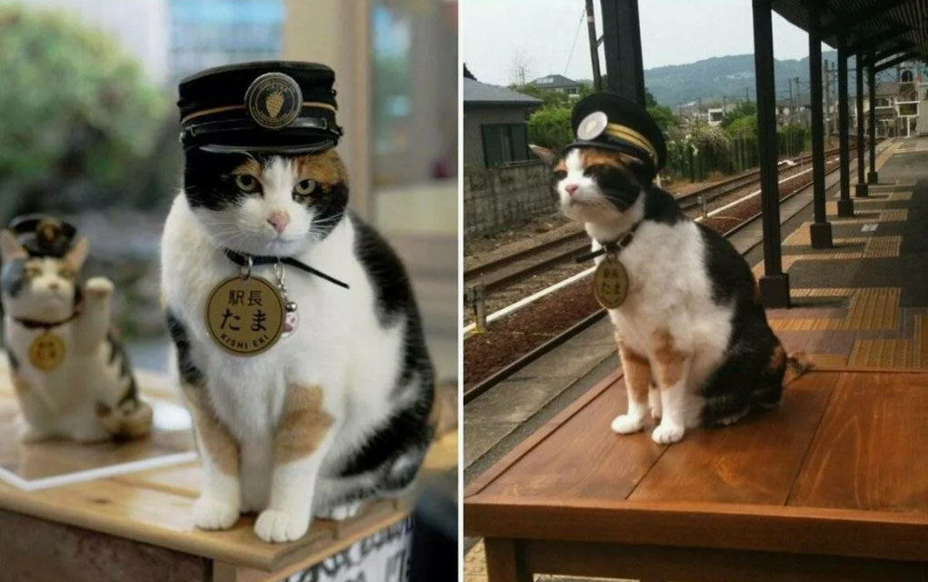 Первая кошка-смотрительница Тама