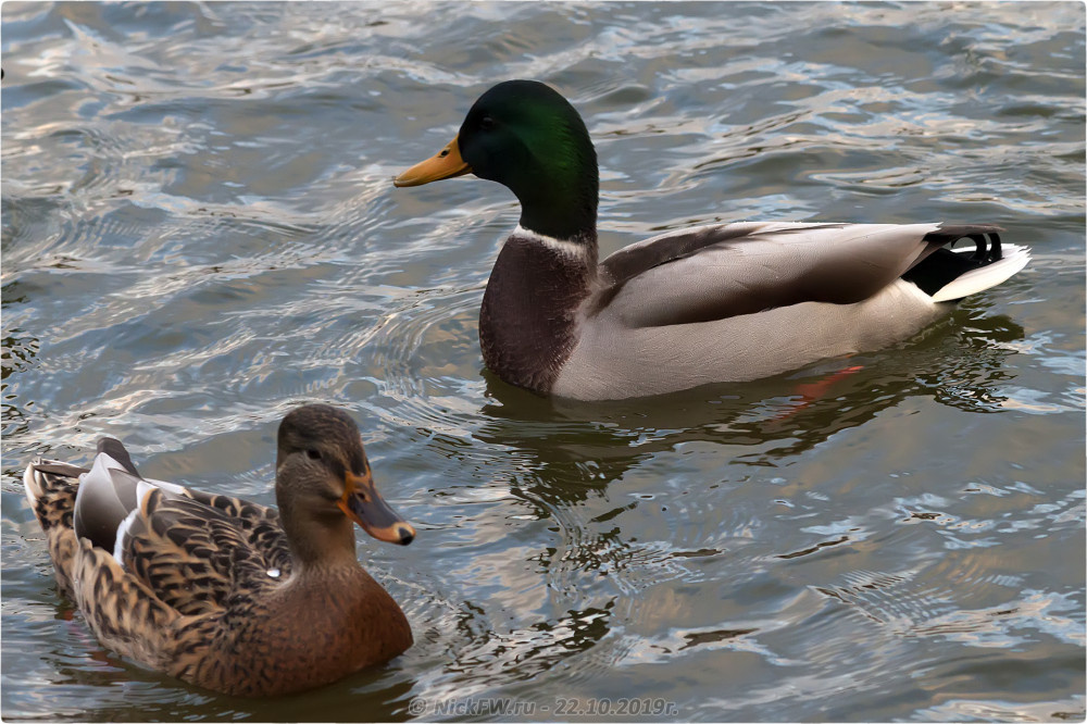 1. Кряквы на Мещерском пруду - © NickFW.ru - 22.10.2019г.