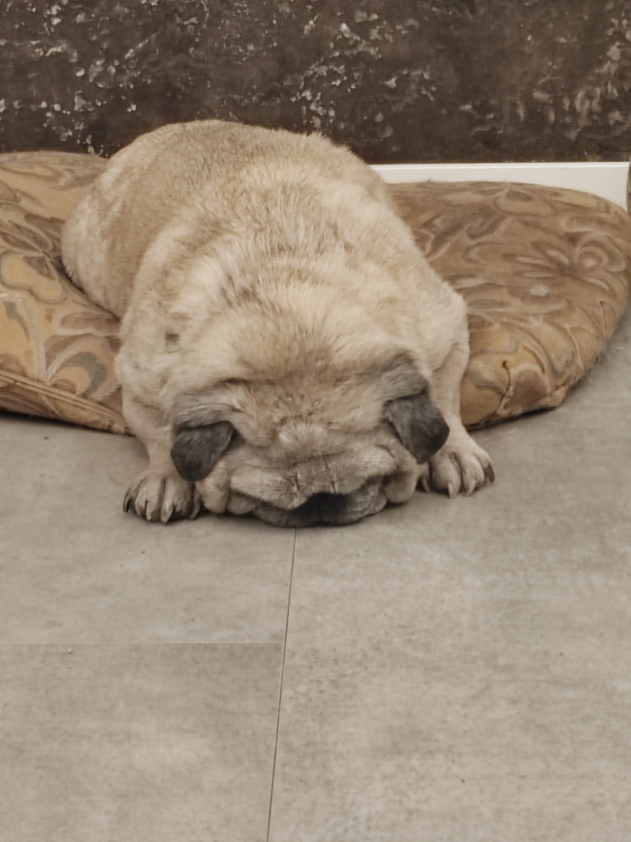 Как я чувствовалаьсебя при общении со свекровью ))) 