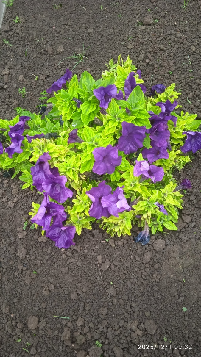 Петуния в начале декабря.