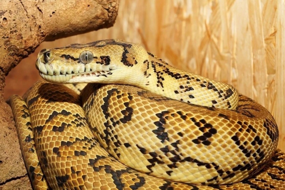    Гигантский питон подавился собакой и застрял на дороге в Таиланде pixabay.com