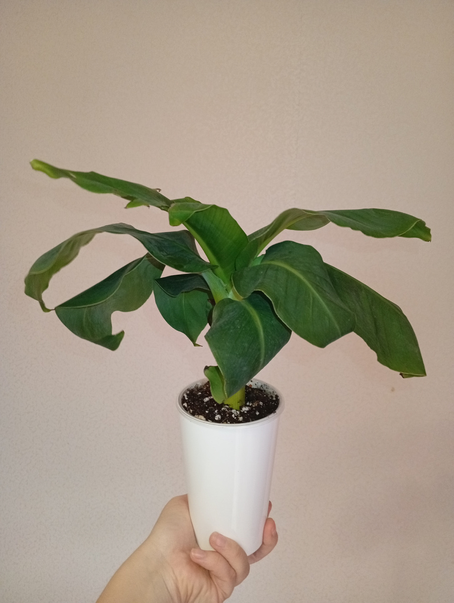 Уже пересажен. Карантин пройден. После покупки  была однократная обработка  фитовермом, 🔎 живности не обнаружено.