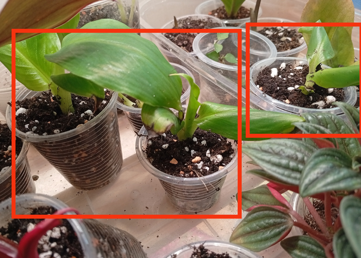 Стоят в тепличке. Хочу их летом выращивать на улице в больших горшках.