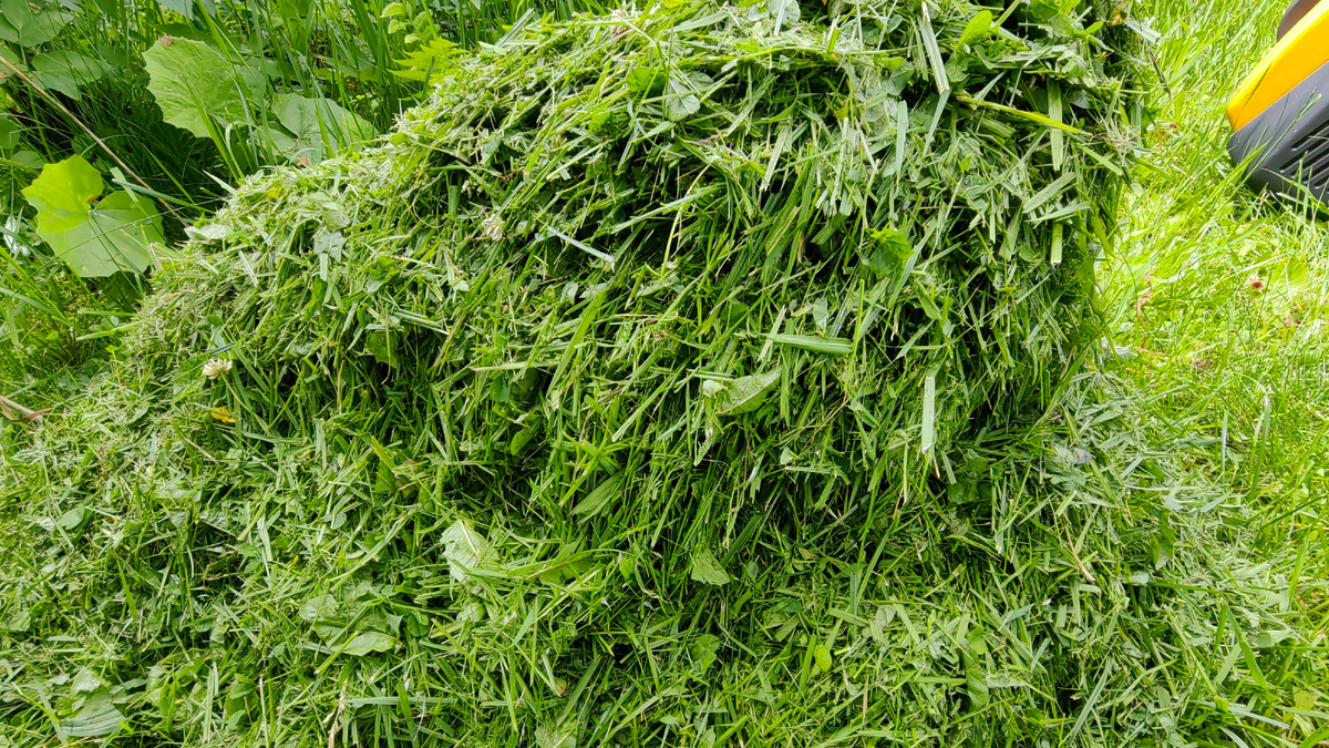 Свежескошенная трава