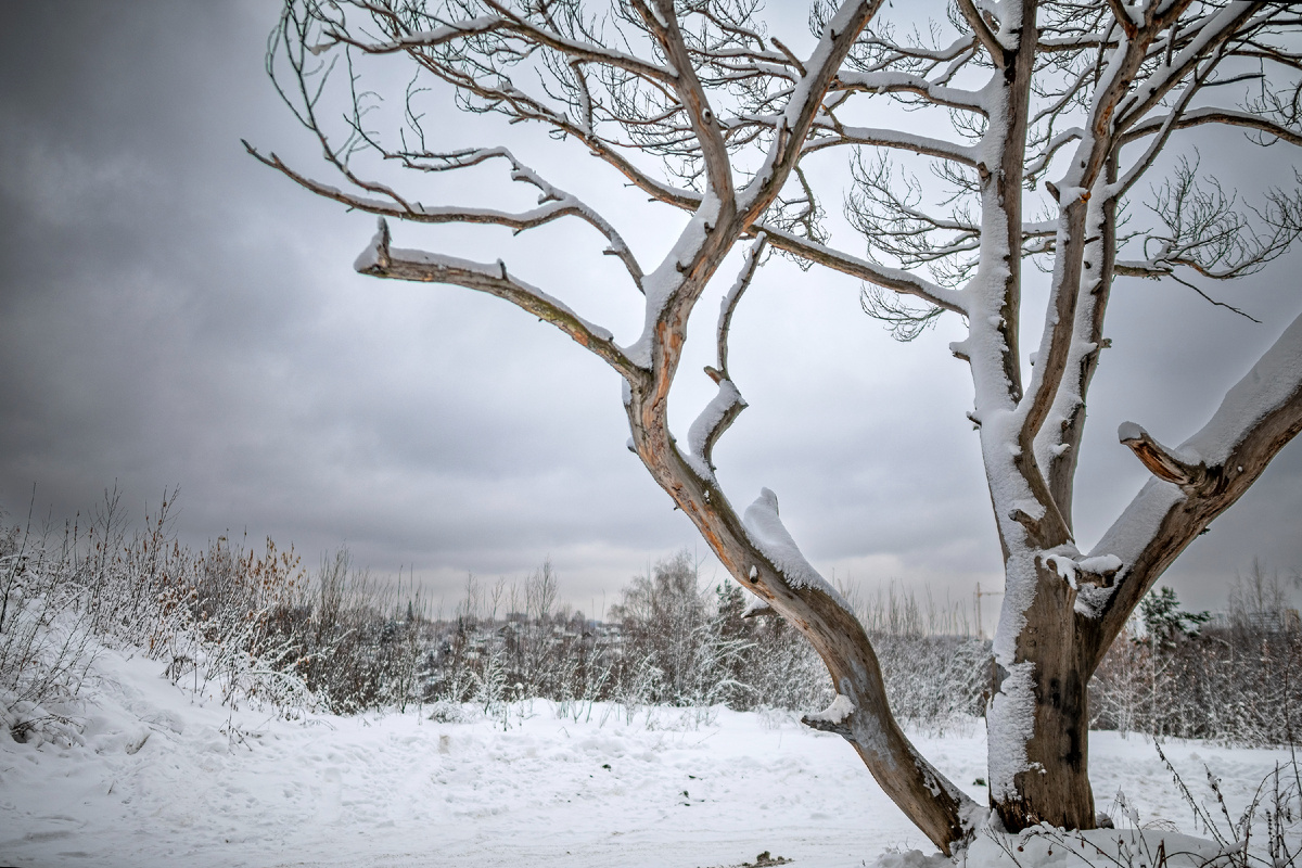 Одинокое дерево. Nikon d780, Диафрагма: f/1,4, Выдержка: 1/320с ИСО 100