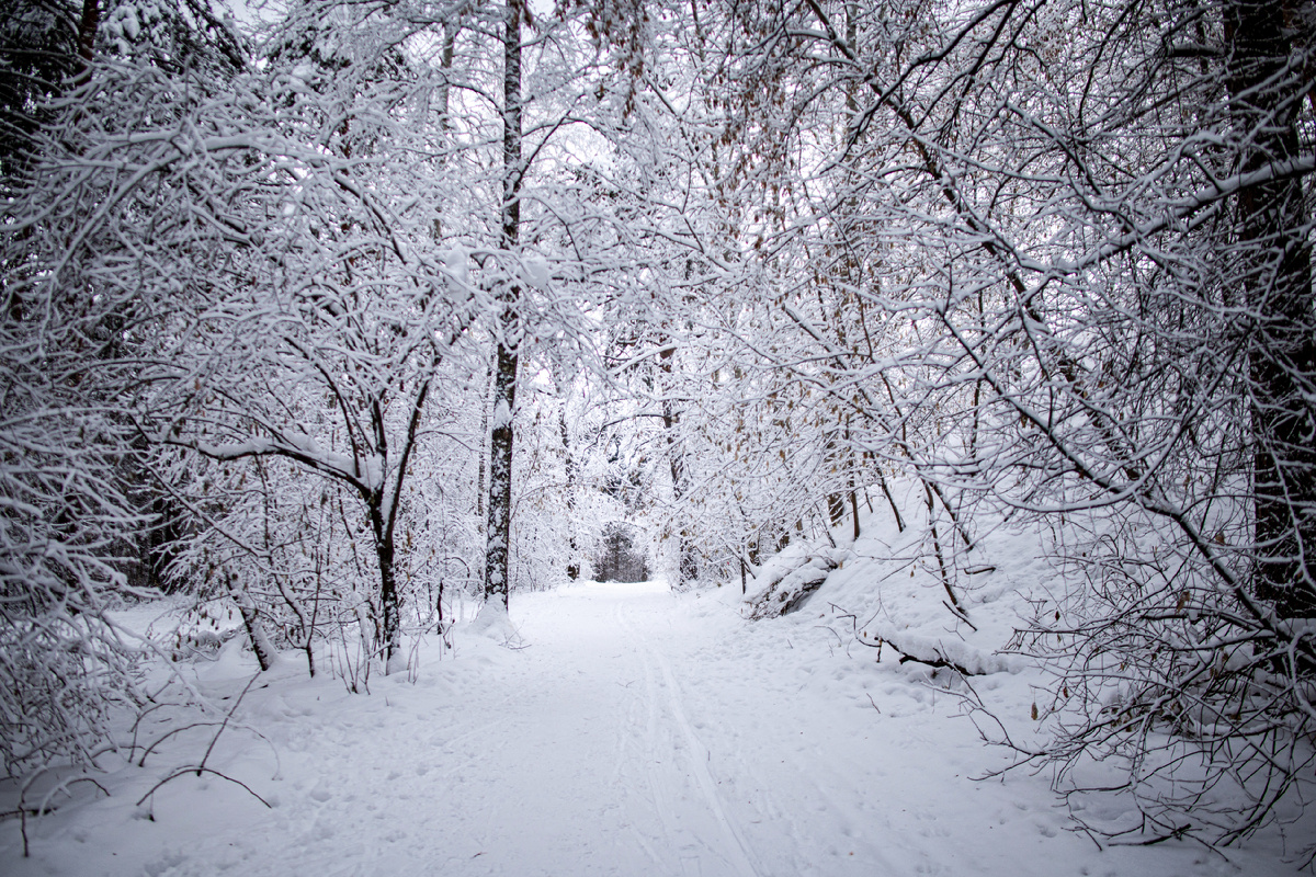 Инюшенский бор