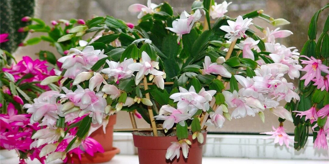 Уход за декабристом в декабре - нюансы и тонкости