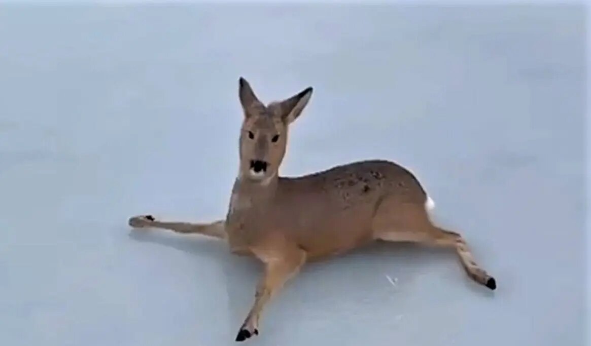    Фото: пресс-служба Минприроды Новосибирской области